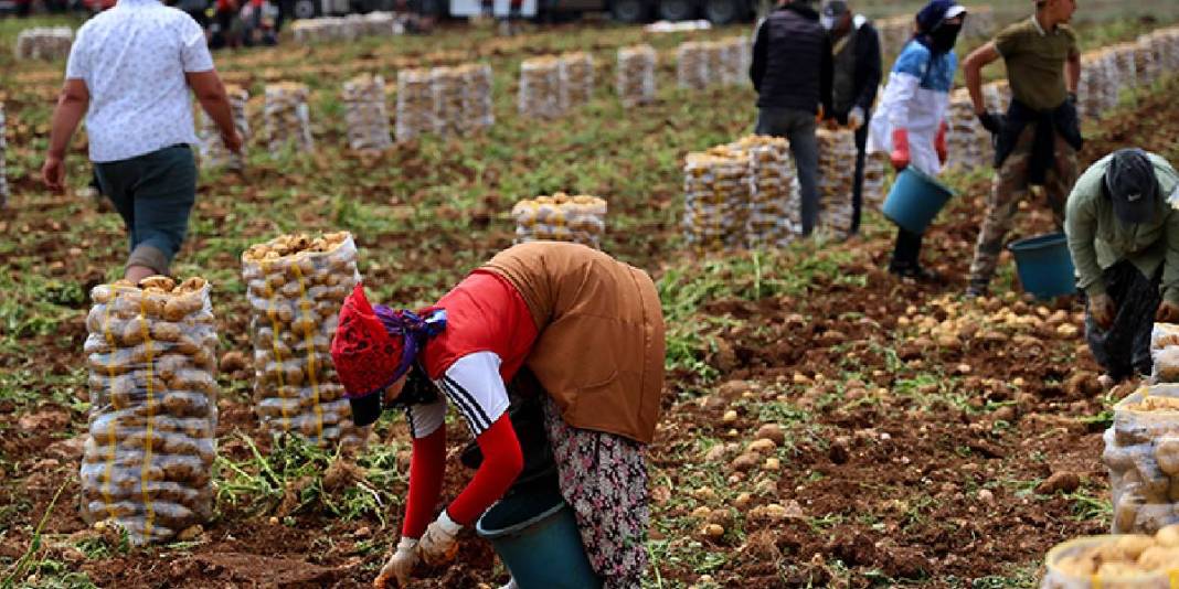 Asgari ücretlinin yine cebi yanacak! Hasat başladı ama fiyatlar memnun etmedi: Kilosu 24 liradan satılacak 5